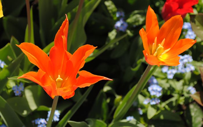 lalele lily flowered Ballerina - 2015 plantele mele