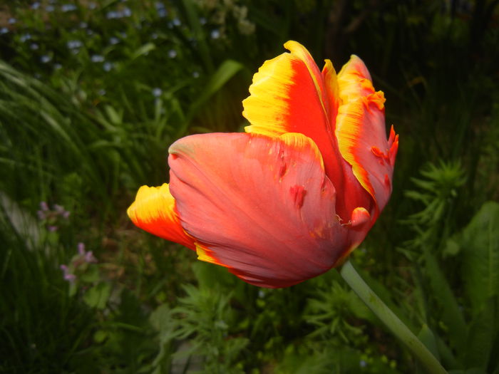 Tulipa Bright Parrot (2015, April 18)