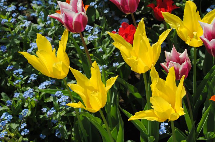 lalele lily flowered Bayside - 2015 plantele mele