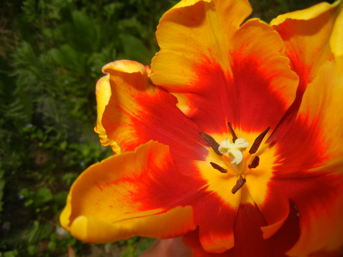 Tulipa Bright Parrot (2015, April 18)