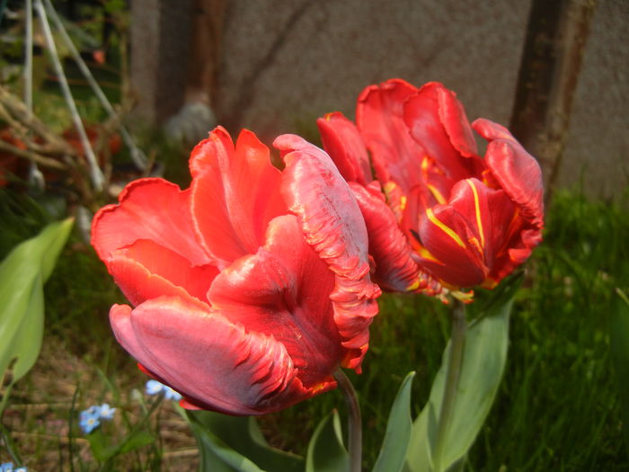 Tulipa Rococo (2015, April 18)