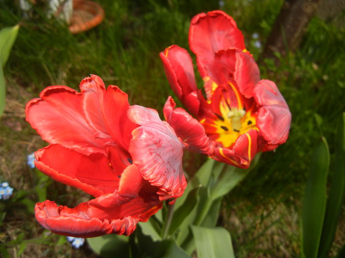 Tulipa Rococo (2015, April 18)