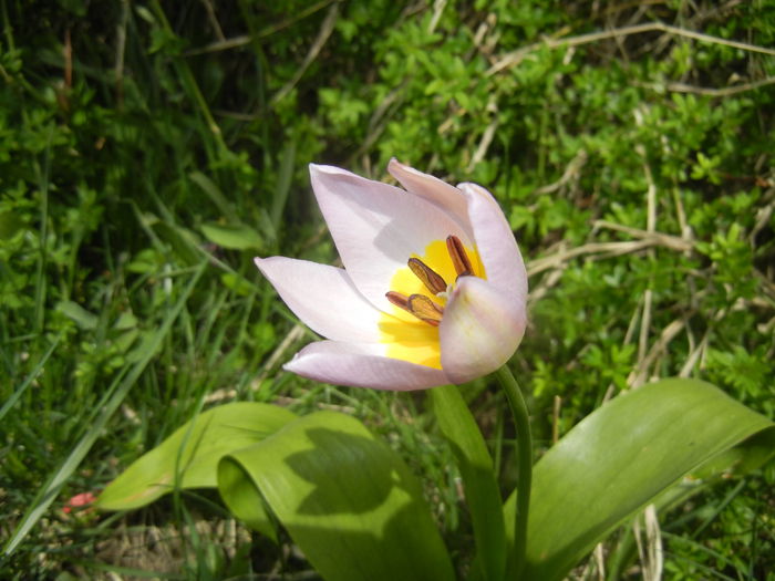 Tulipa Lilac Wonder (2015, April 18)