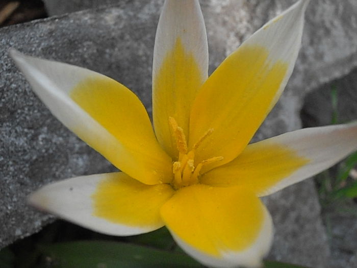 P4220012 - CALEIDOSCOP