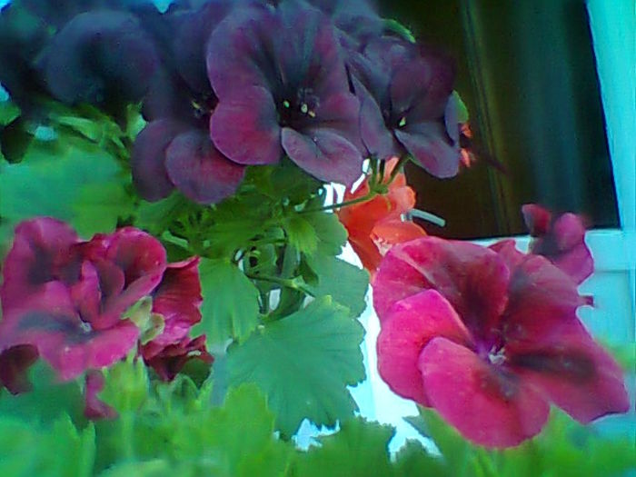 Fotogr.2121 - Flori 2015