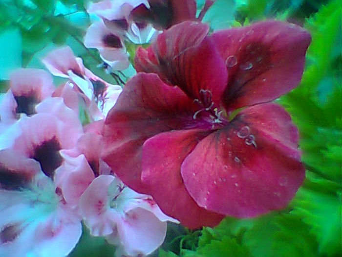 Fotogr.2125 - Flori 2015