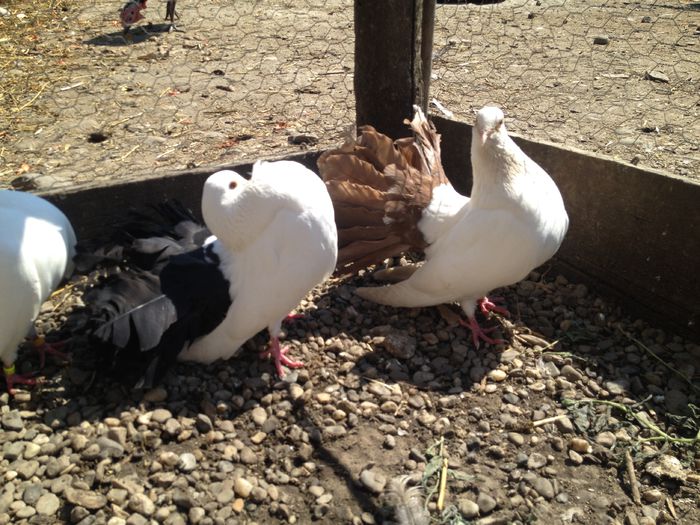 IMG_3153 - 23_VOLTATI ALBI COZI COLORATE