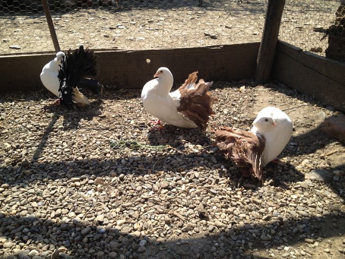 IMG_3160 - 23_VOLTATI ALBI COZI COLORATE