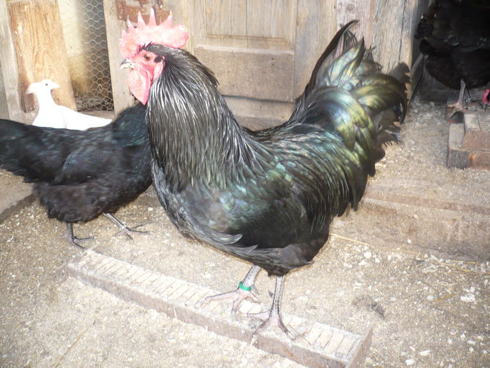 382 - GAINI AUSTRALORP