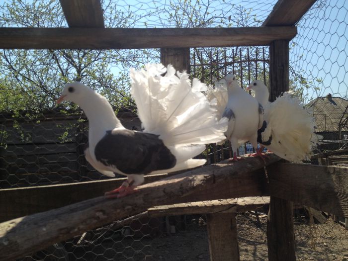 IMG_3181 - 26_VOLTATI CAPACITI PE ALBASTRU