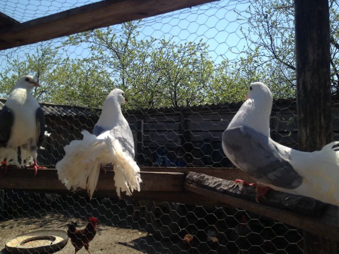 IMG_3182 - 26_VOLTATI CAPACITI PE ALBASTRU