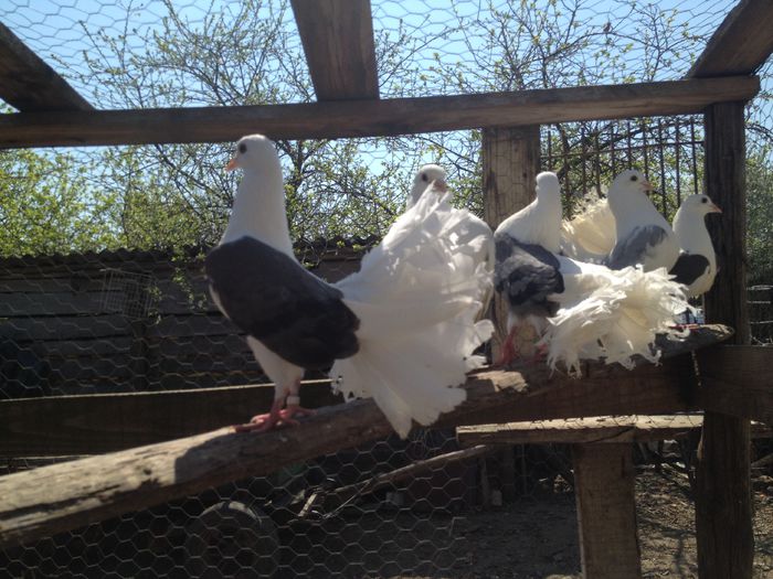 IMG_3187 - 26_VOLTATI CAPACITI PE ALBASTRU