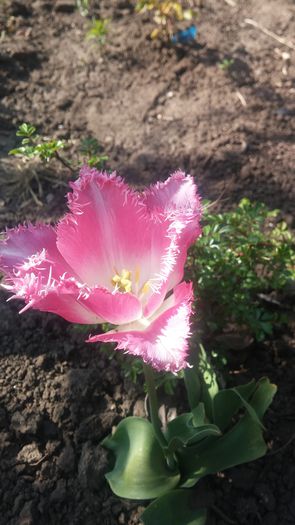 20150425_164150 - Primavara