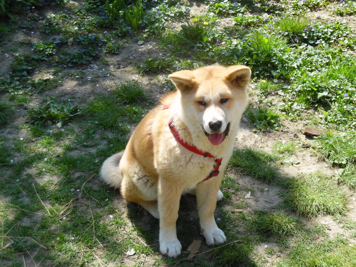 SAM_0469 - AKIRA-femela rasa Akita Inu Japonez