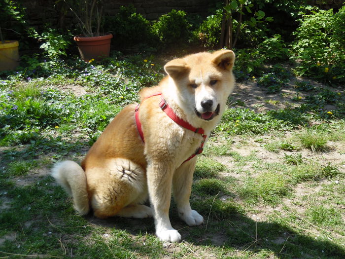 SAM_0473 - AKIRA-femela rasa Akita Inu Japonez