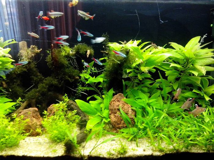 10489718_425202024324279_1423030300791329459_n