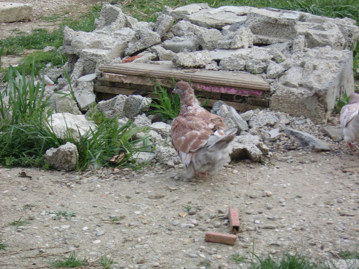 dincaion sunphoto 006