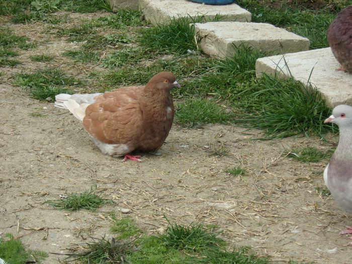 dincaion sunphoto 018