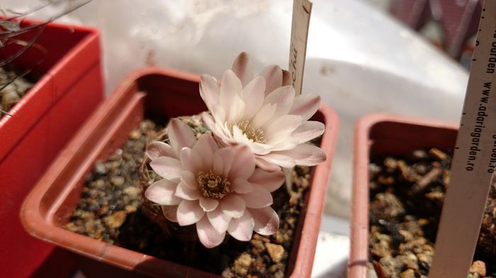 DSC_0540 - Gymnocalycium 2014