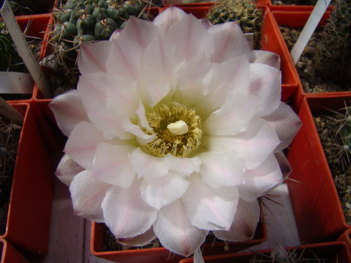 DSC02266 - Gymnocalycium 2014