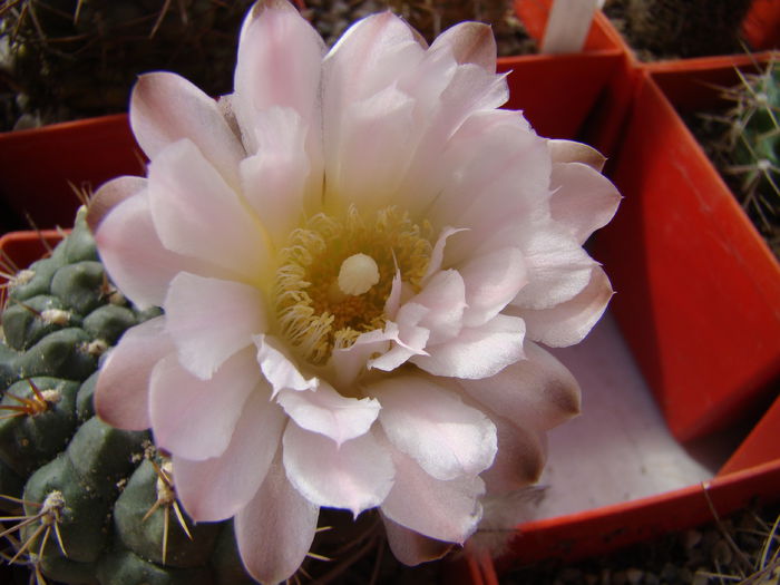 DSC02289 - Gymnocalycium 2014