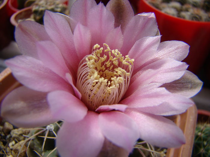 DSC02729 - Gymnocalycium 2014