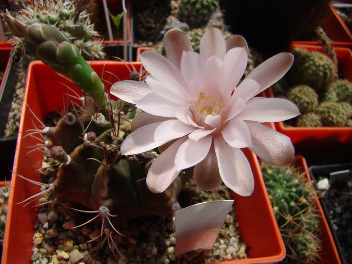 DSC03523 - Gymnocalycium 2014