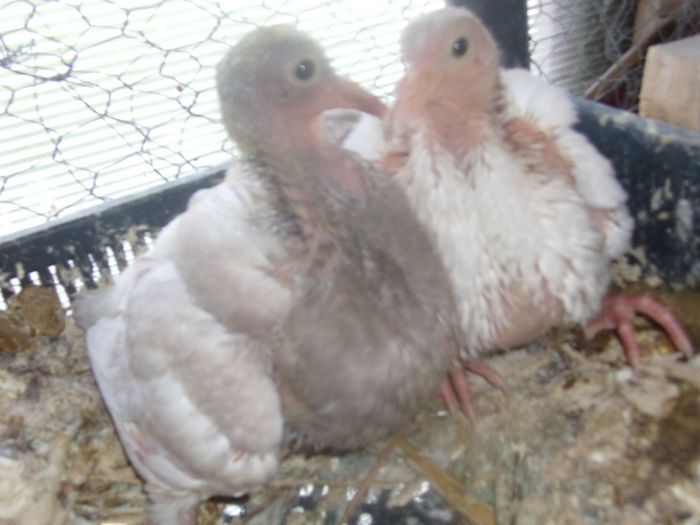 dincaion sunphoto 002