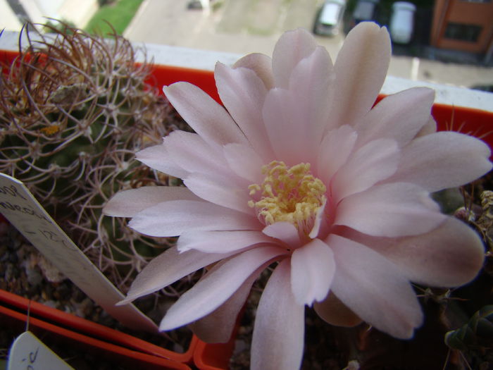 DSC03741 - Gymnocalycium 2014