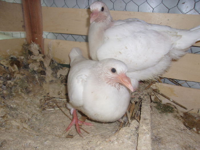 dincaion sunphoto 009