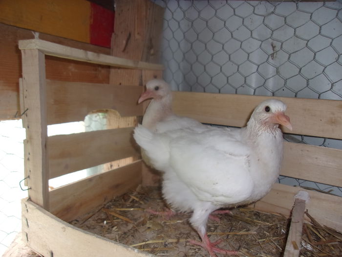 dincaion sunphoto 010