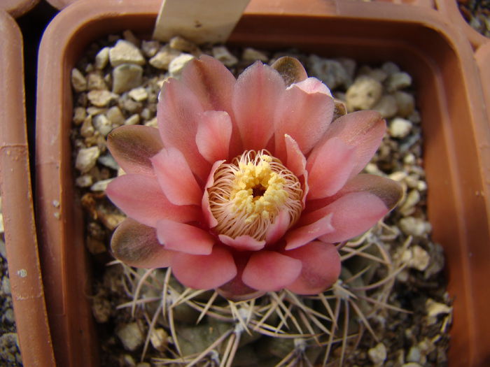 DSC03875 - Gymnocalycium 2014