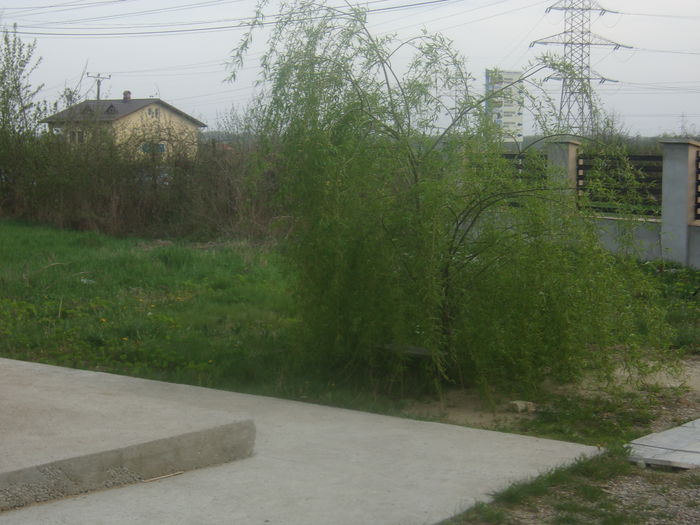 dincaion sunphoto 021; salcia mea
