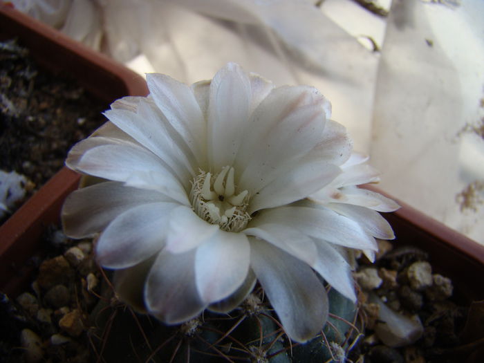 DSC09891 - Gymnocalycium 2014