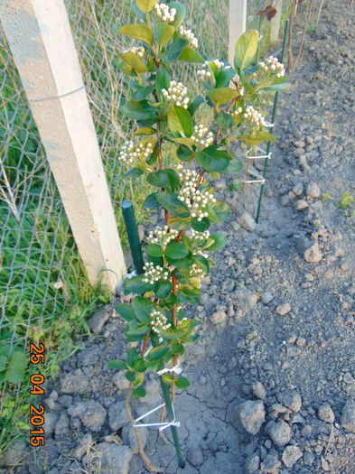 soi NERO - ARONIA - scorus negru