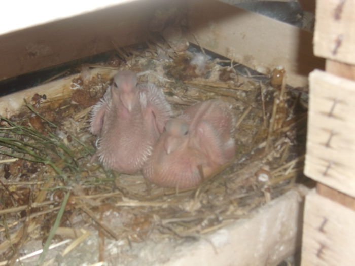 dincaion sunphoto 034