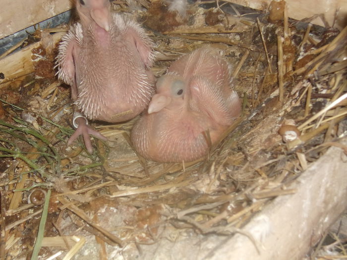 dincaion sunphoto 035