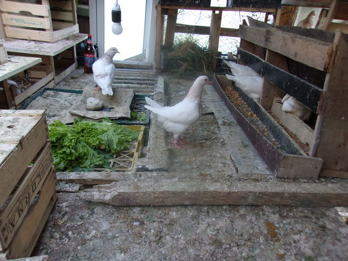 dincaion sunphoto 038