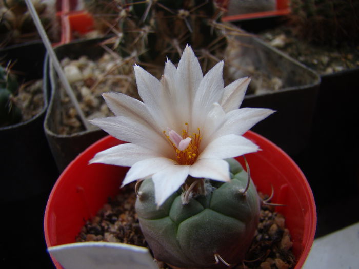 DSC03849 - Cactusi 2014