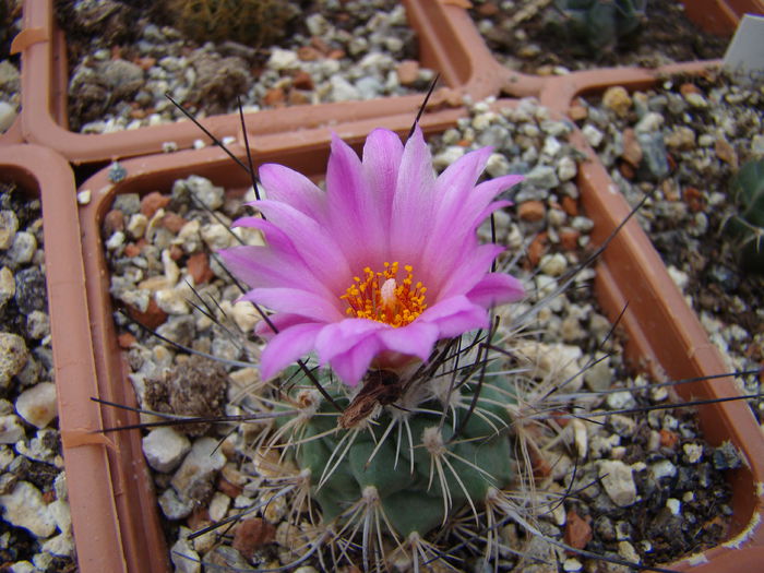 DSC03860 - Cactusi 2014