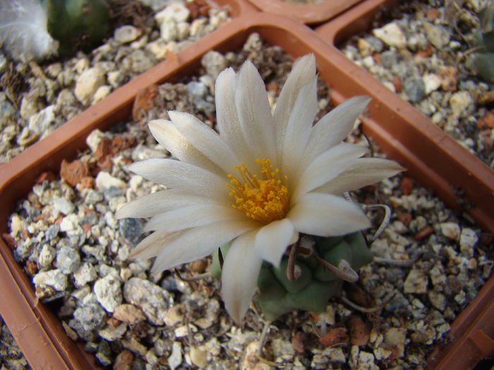 DSC03452 - Cactusi 2014