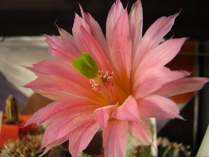 DSC00095 - Echinocereus 2014