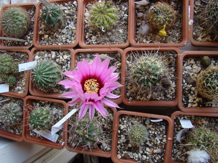 DSC00552 - Echinocereus 2014