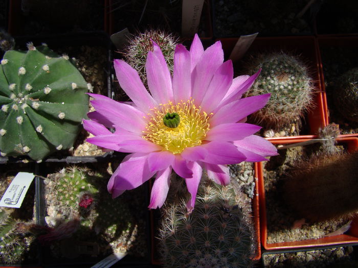 DSC02745 - Echinocereus 2014