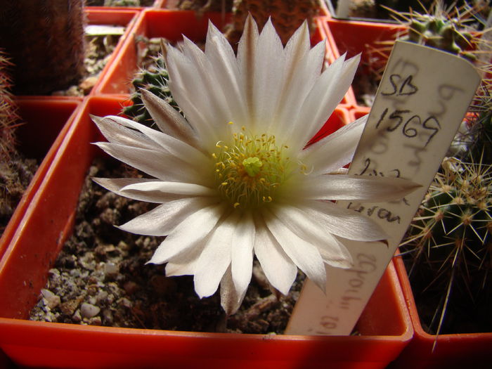 DSC09936 - Echinocereus 2014