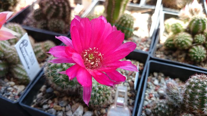 DSC_1402 - Chamaecereus 2014