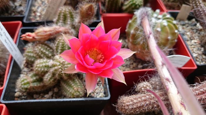 DSC_1566 - Chamaecereus 2014