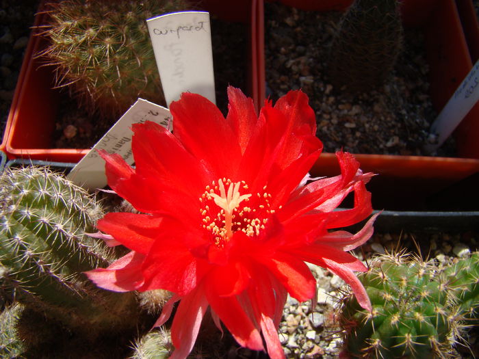 DSC01408 - Chamaecereus 2014