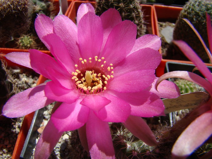 DSC01618 - Chamaecereus 2014