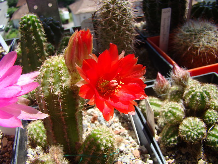 DSC01657 - Chamaecereus 2014